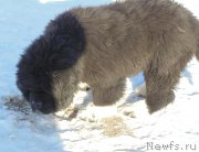 Превью фото № 220933