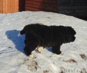 Превью фото № 220935