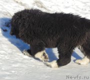 Превью фото № 220938