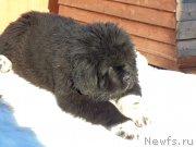 Превью фото № 220942