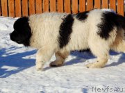 Превью фото № 220953