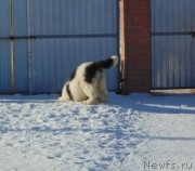 Превью фото № 220956