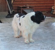 Превью фото № 220962