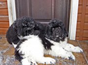 Превью фото № 220972