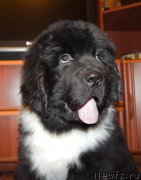 Превью фото № 220980