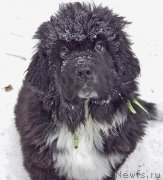 Превью фото № 220985