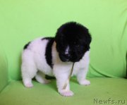 Превью фото № 220992