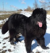 Превью фото № 221019