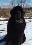 Превью фото № 221020