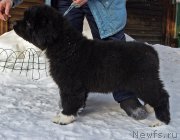 Превью фото № 221053