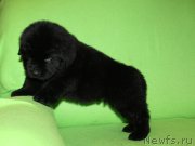 Превью фото № 221063