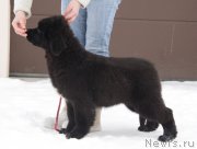 Превью фото № 221088