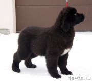 Превью фото № 221091