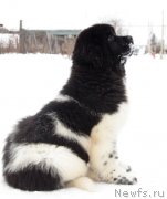 Превью фото № 221099