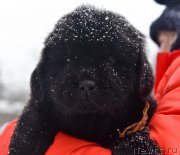 Превью фото № 221107