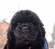 Превью фото № 221116