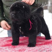 Превью фото № 221119