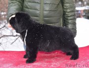 Превью фото № 221123