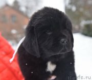 Превью фото № 221127