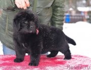 Превью фото № 221129