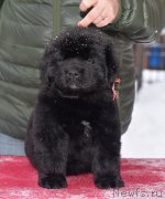 Превью фото № 221130