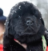 Превью фото № 221150