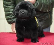 Превью фото № 221155