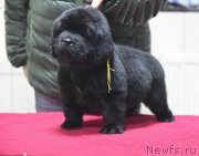 Превью фото № 221156