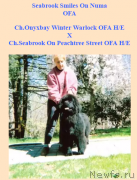 Превью фото № 221204