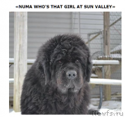 Превью фото № 221206