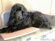 Превью фото № 221217