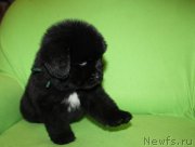 Превью фото № 221222