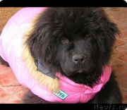 Превью фото № 221230