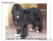 Превью фото № 221231