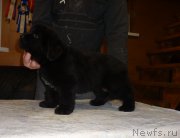 Превью фото № 221248