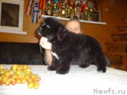 Превью фото № 221252