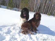 Превью фото № 221278