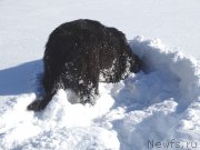 Превью фото № 221283