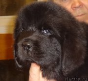 Превью фото № 221322