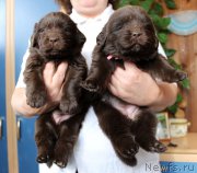 Превью фото № 221372