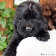 Превью фото № 221375