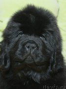 Превью фото № 221385