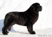 Превью фото № 221463