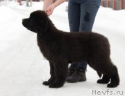 Превью фото № 221477