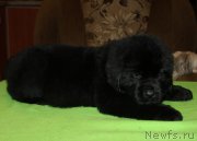 Превью фото № 221486