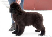 Превью фото № 221493