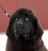 Превью фото № 221495