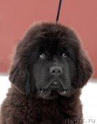 Превью фото № 221500