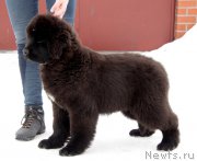 Превью фото № 221501