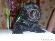 Превью фото № 221503